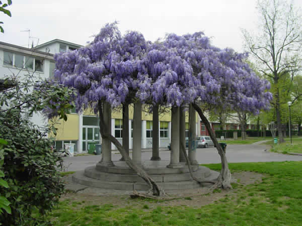 Parco di Villa Finzi. Tempio innocenza